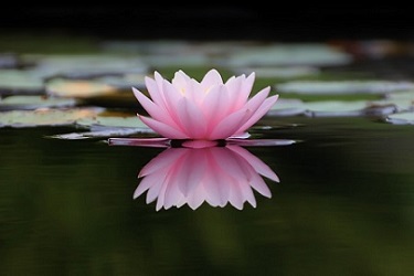 Seerose